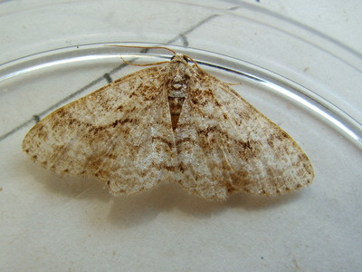 Engrailed